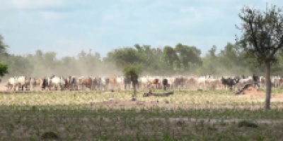 Conflit agriculteur – éleveur à Fada N’Gourma : Le bétail débarque, les paysans plient bagages