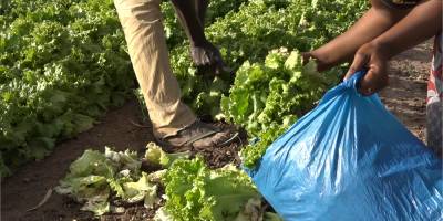 Maraichéculture au Burkina : Les pesticides dangereux dans nos assiettes !