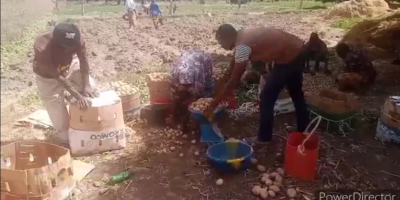 Ouahigouya : Les producteurs de pommes de terre face aux difficultés de conservation