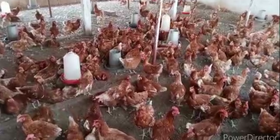 Ouahigouya : Les acteurs de l’aviculture sous le choc de la grippe aviaire