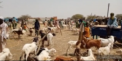 Dori : Impact de l’insécurité sur le marché à bétail